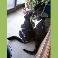 ねこっさ 会員画像