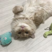 こたまる水産 会員画像