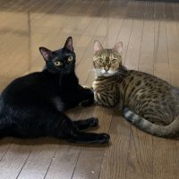 チャコボンさん