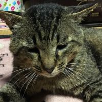 りんぷく 会員画像