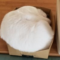 めろりんさん