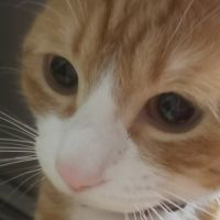 ちゃまちゃまる 会員画像