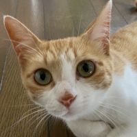 猫サポートサヤカ 会員画像