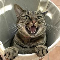 むく三郎 会員画像