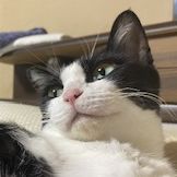 ねこやんけ 会員画像