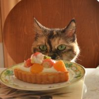 モフニックさん