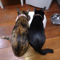 ぷぺる 会員画像