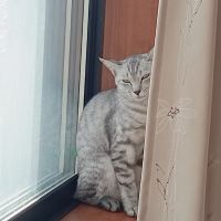 ももくろみかんさん