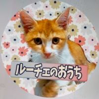 幸せねこさん