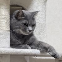 catitudeさん