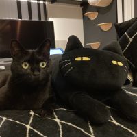 hikonyanさん