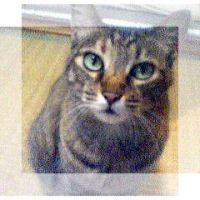 半野良ニャンスケ社長 会員画像