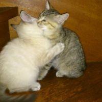 かめこ 会員画像