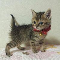 ネオニウム 会員画像