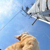 猫親父さん