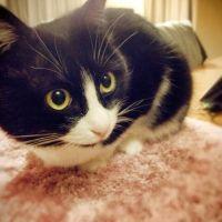 ペンペン 会員画像