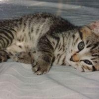 とらぞうくん 会員画像