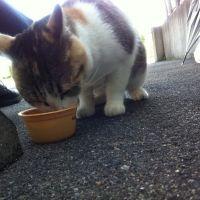 わらび猫 会員画像