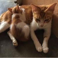 ウバイダ 会員画像