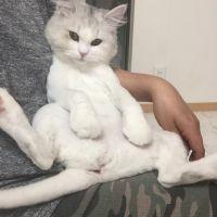 ブウちゃん 会員画像