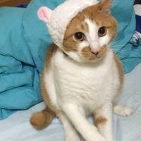 チャタチャタさん