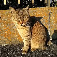 ねんころりん 会員画像