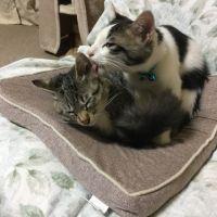 シンドー 会員画像
