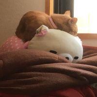 会員画像