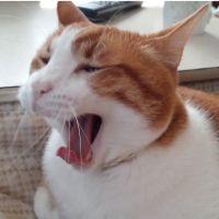 くどぷう 会員画像