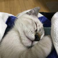 茶っぺ 会員画像
