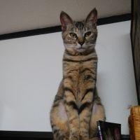 ジェット蜜 会員画像