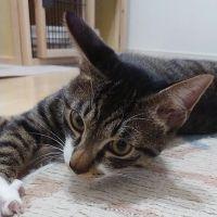 べべさん 会員画像