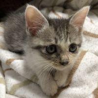 ゅきだるま 会員画像