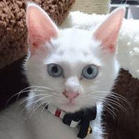 なかばち 会員画像