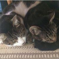 さいかな 会員画像