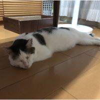 キヨポン 会員画像