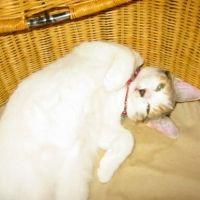 メグまま 会員画像