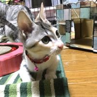 ねこのまど 会員画像