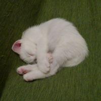 しろころろ 会員画像