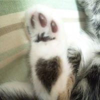 ろころんさん