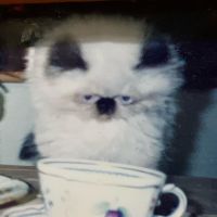 イショーティ 会員画像