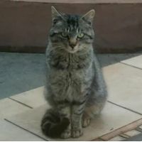 カイトママ 会員画像