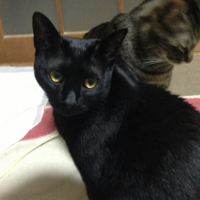 とうにょう 会員画像