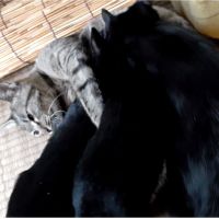 母猫イロハ 会員画像