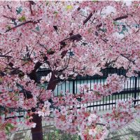 ハヤミン 会員画像