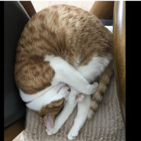 mii_na 会員画像