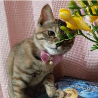 にゃんちゅ(•ө•) 会員画像