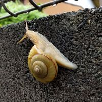 ベストさん