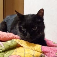 bonmedia 会員画像