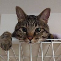 ぺー太郎の飼い主